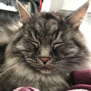 Meet your Posher, Anne